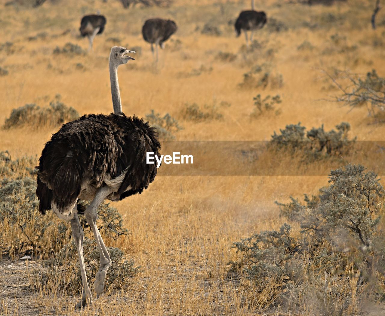 VIEW OF BIRDS ON LANDSCAPE