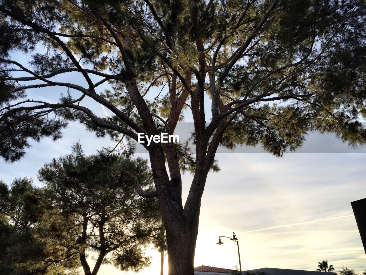 LOW ANGLE VIEW OF TREES AGAINST SKY