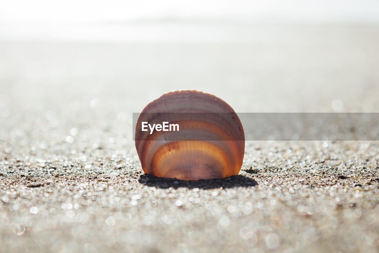 CLOSE-UP OF SNAIL ON TABLE