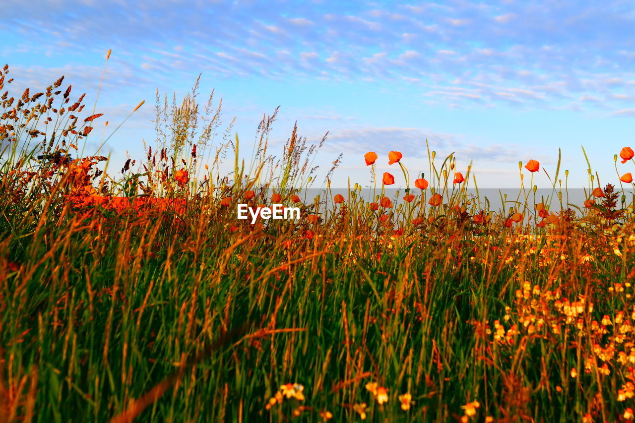 Close-up of red flowering plants on field