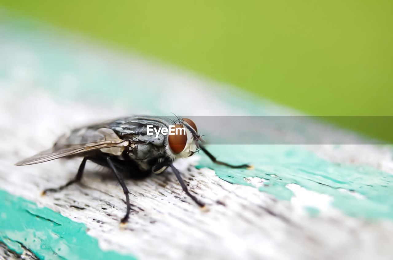 CLOSE-UP OF GRASSHOPPER