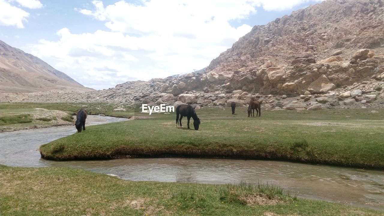 HORSES IN A FIELD