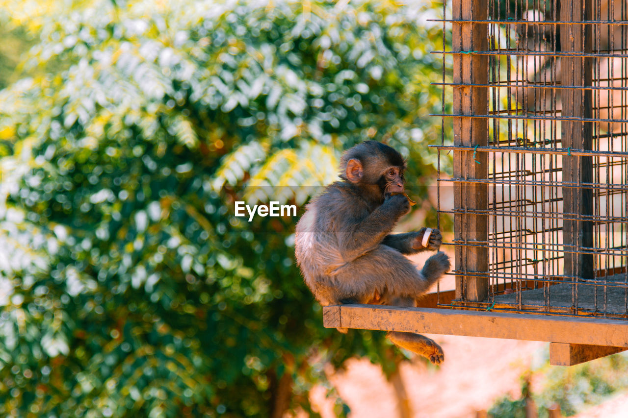 Side view of monkey sitting by cage