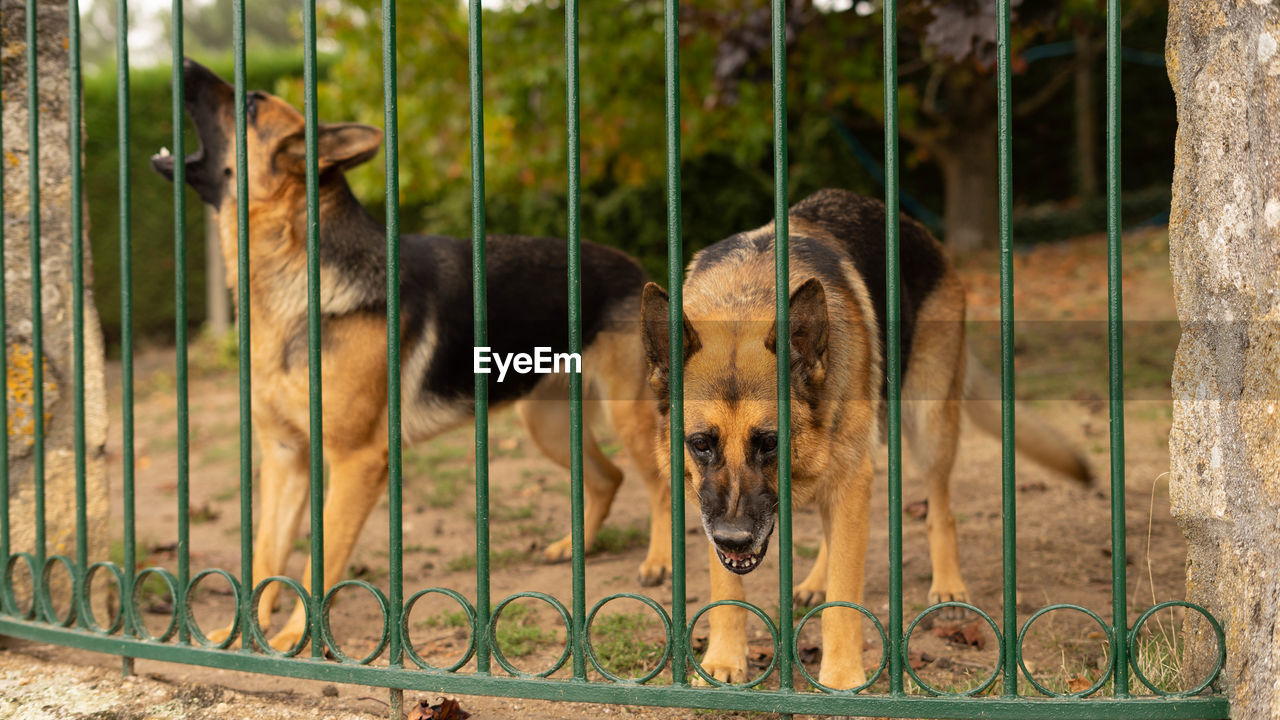 Two dogs watch