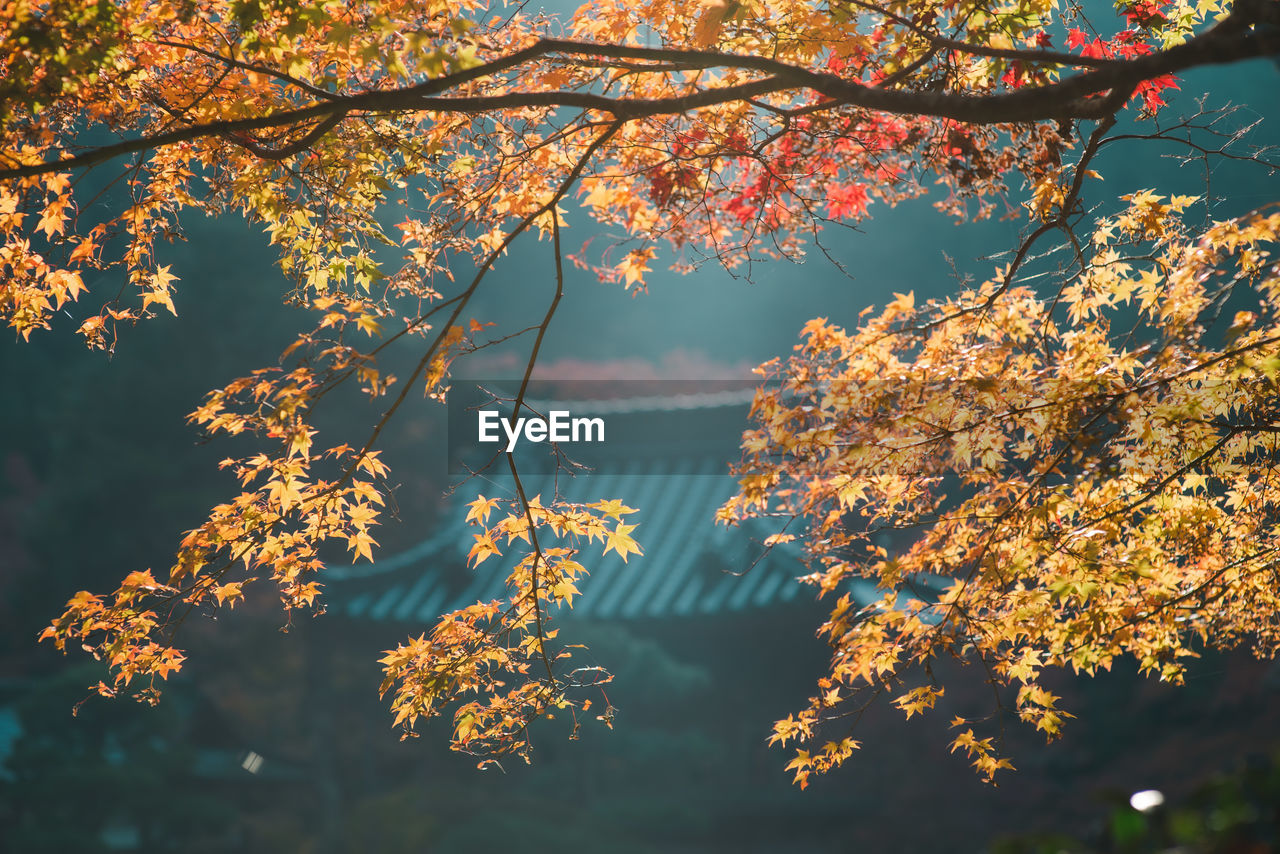 Low angle view of cherry tree against sky during autumn