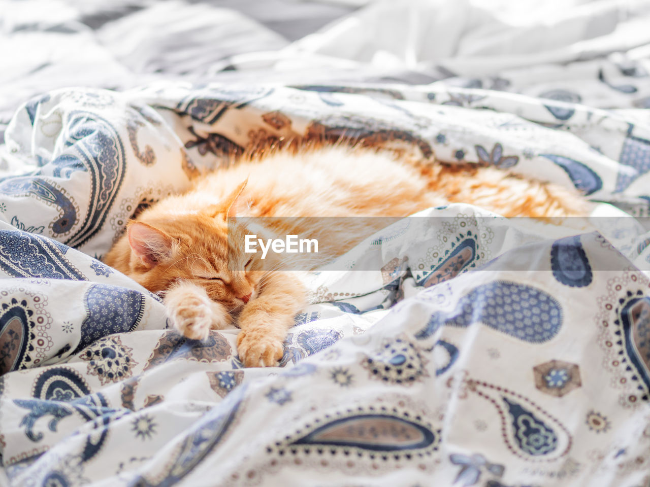 Cute ginger cat sleeping in bed. fluffy pet in cozy home background.