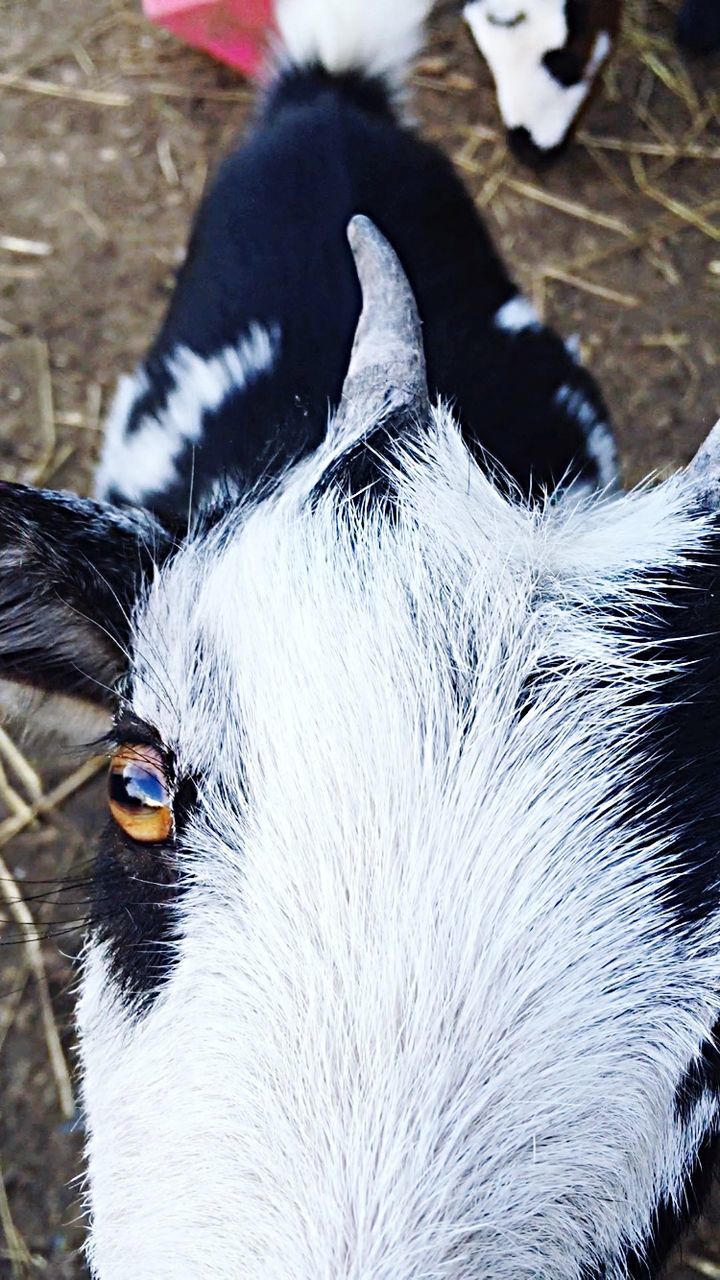 Extreme close up of a goat