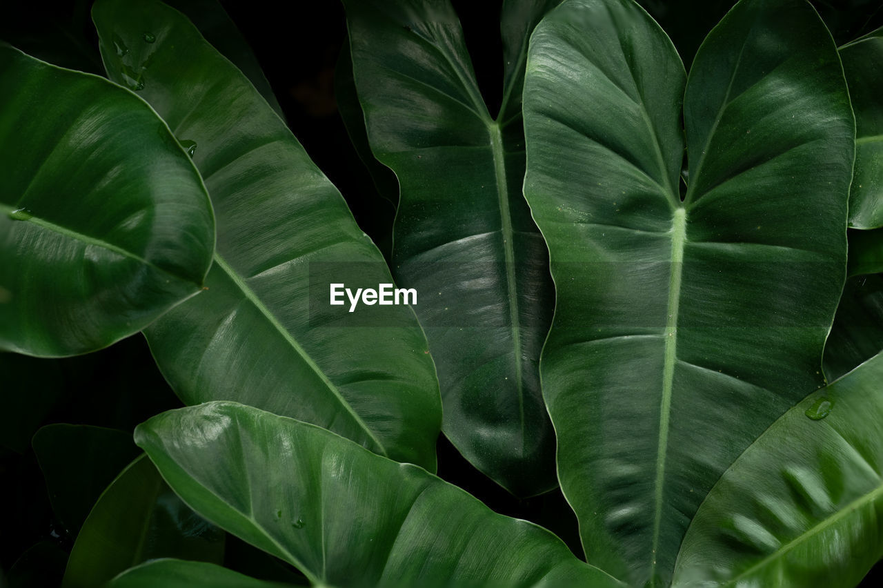 close-up of green leaves