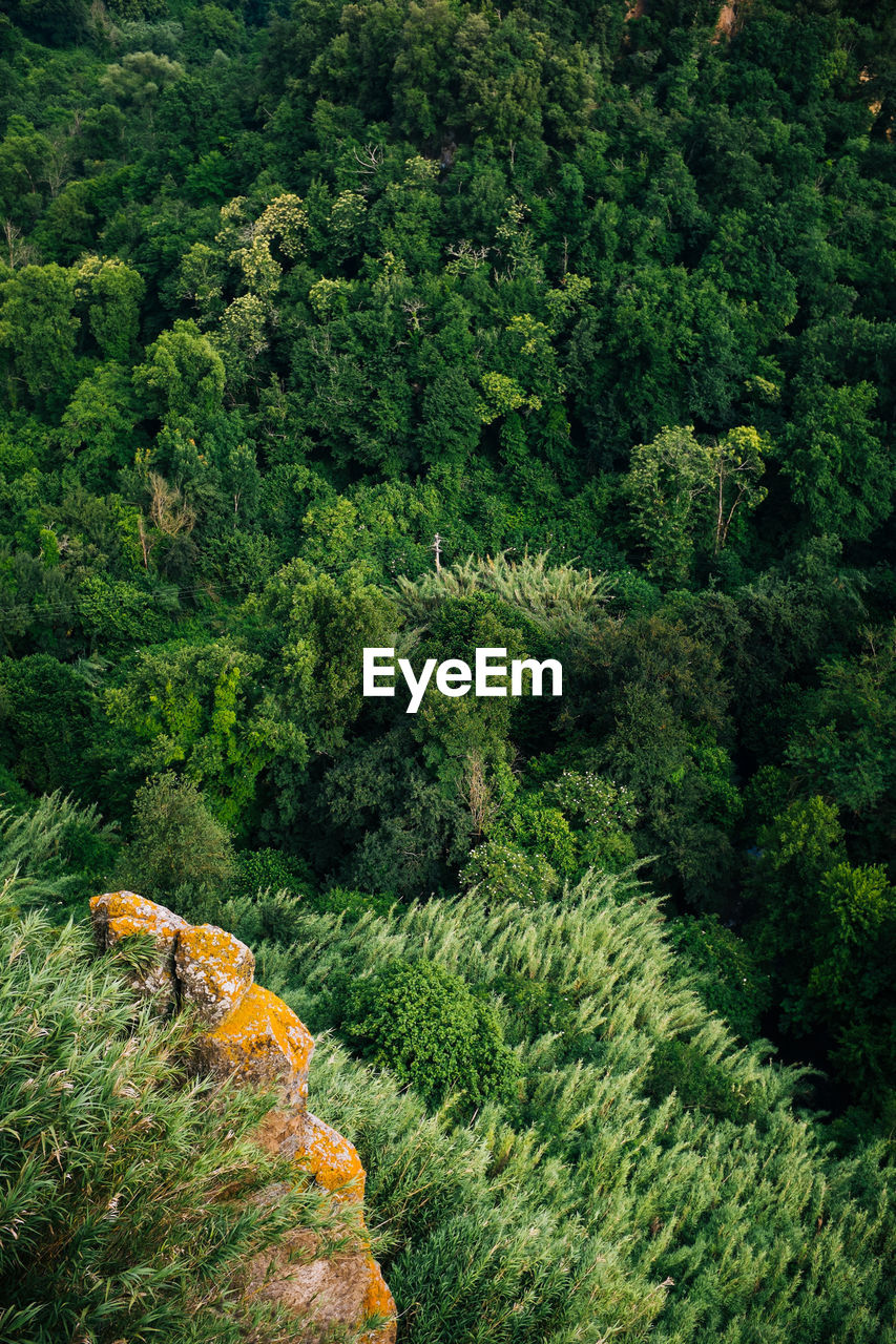 View of trees in forest