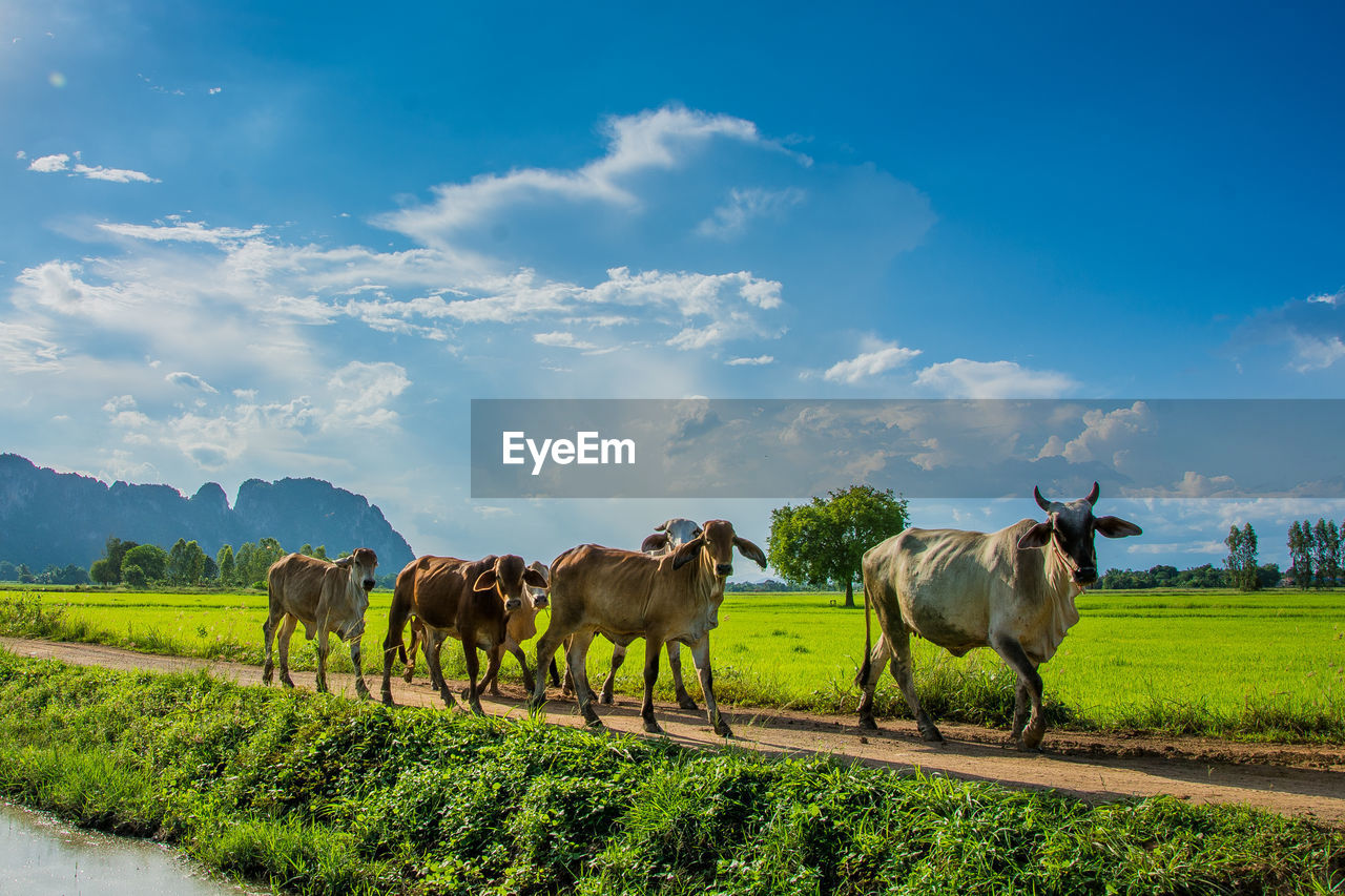 HORSES ON FIELD