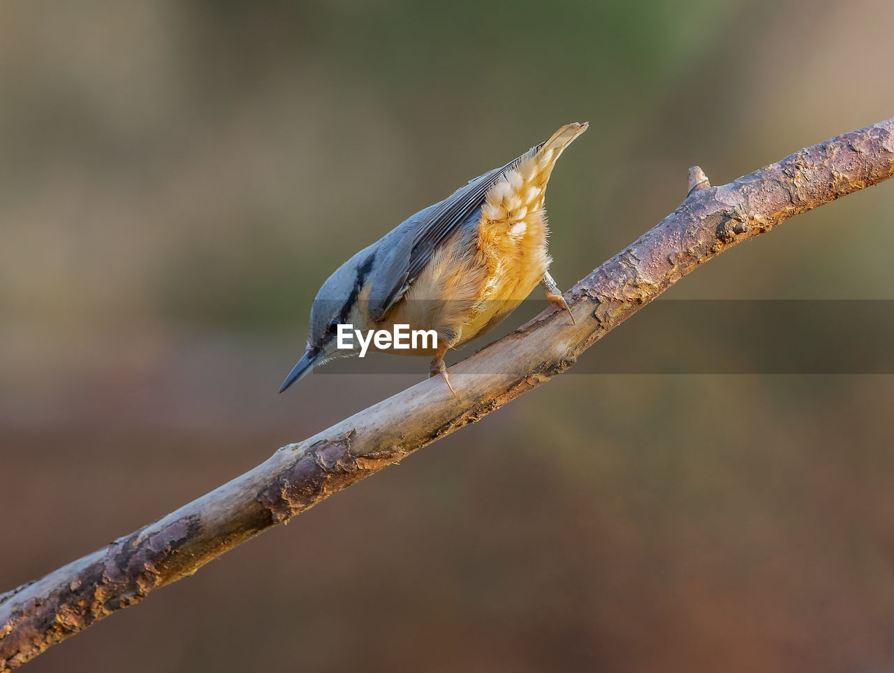 CLOSE UP OF BIRD PERCHING ON BRANCH