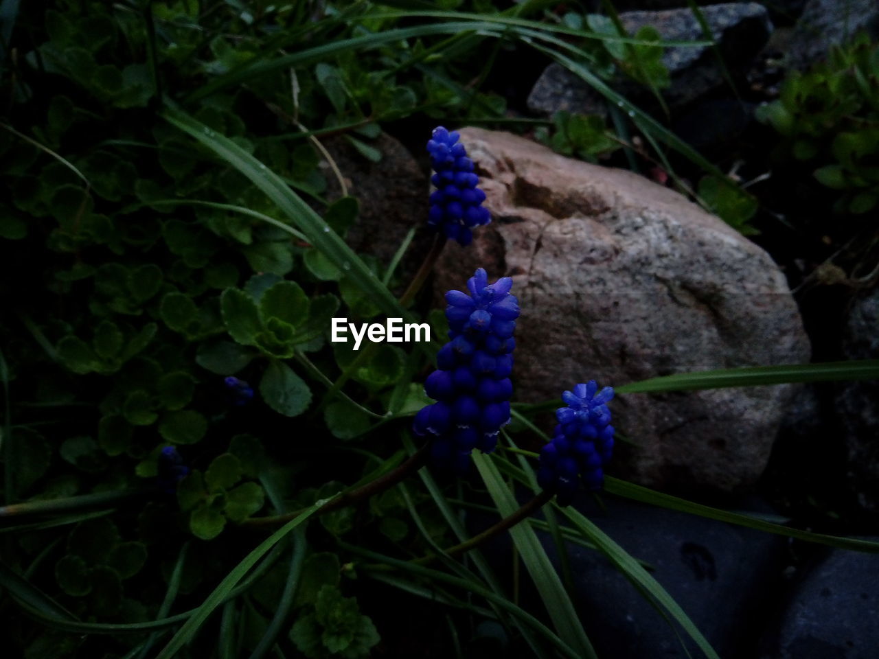 CLOSE-UP OF BUTTERFLY ON PURPLE FLOWERS