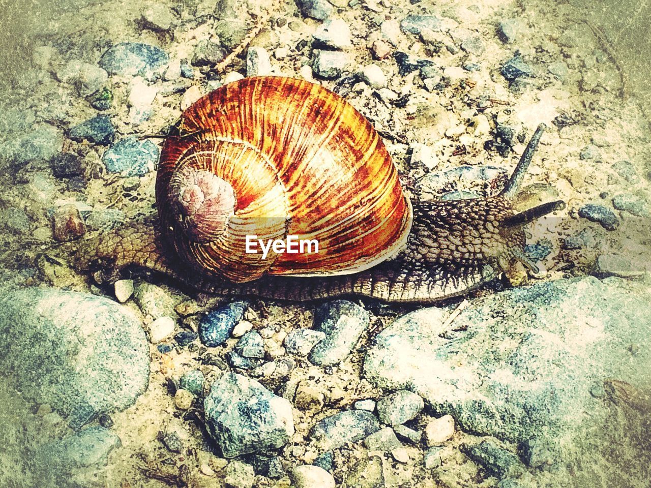 High angle view of snail on field
