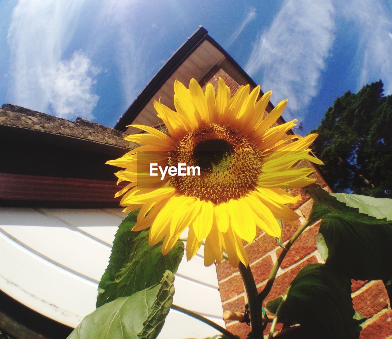 CLOSE-UP OF YELLOW SUNFLOWER AGAINST SKY