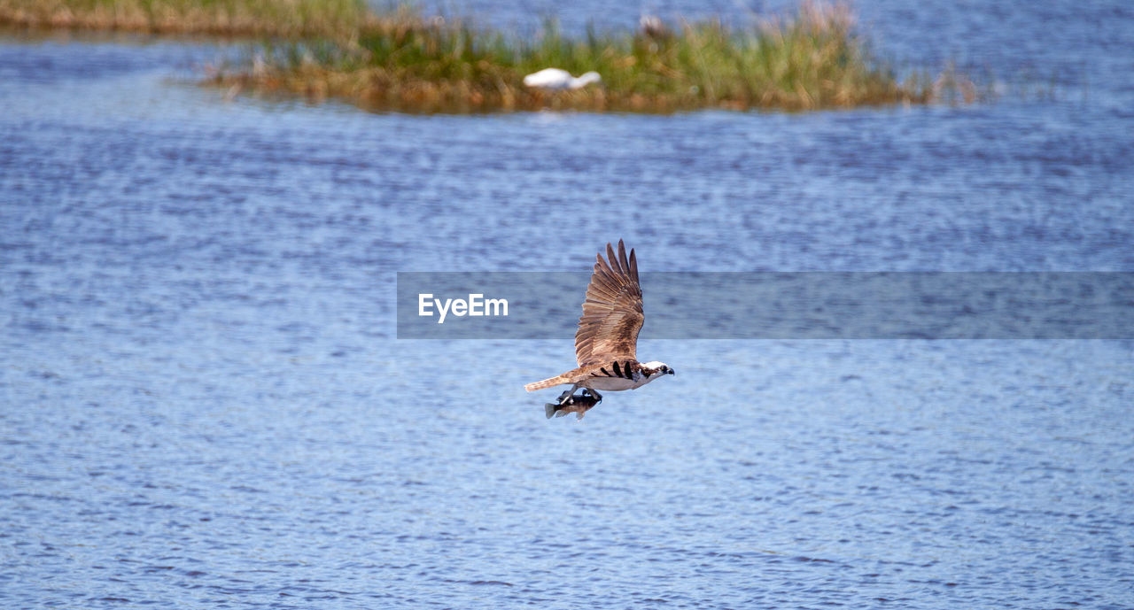 Osprey flying above lake