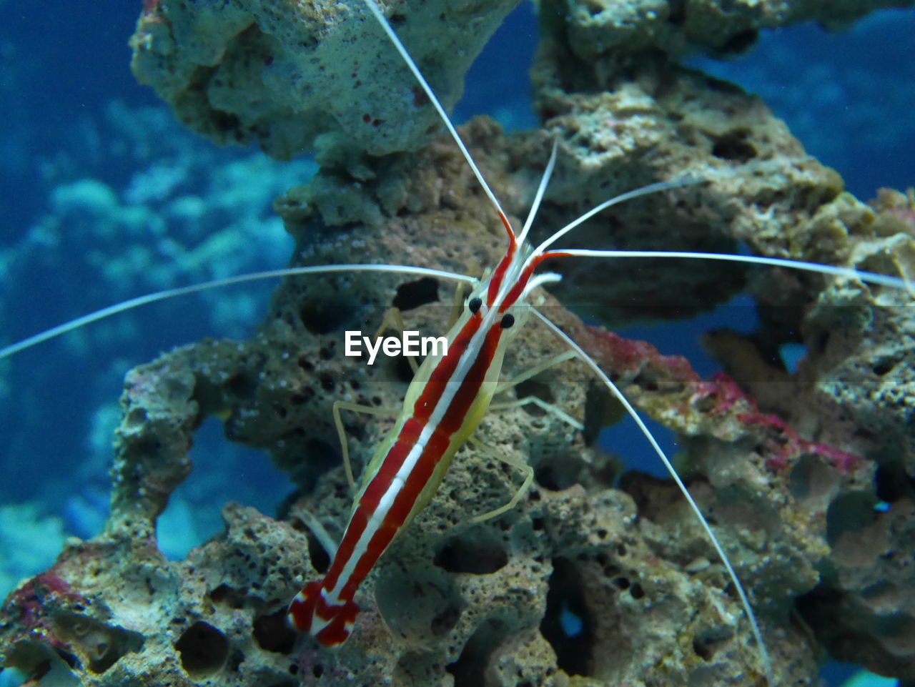 CLOSE-UP OF CORAL UNDERWATER