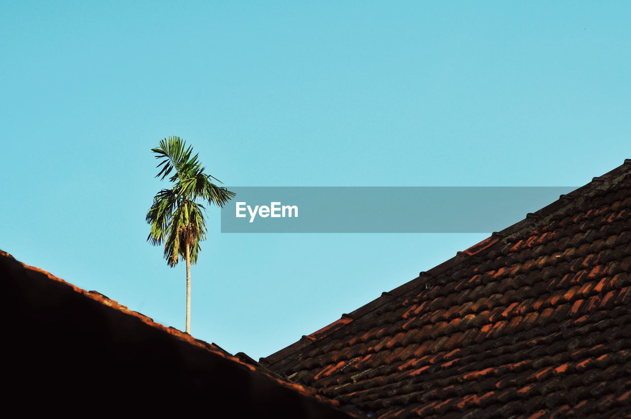 LOW ANGLE VIEW OF COCONUT PALM TREE AGAINST BUILDING