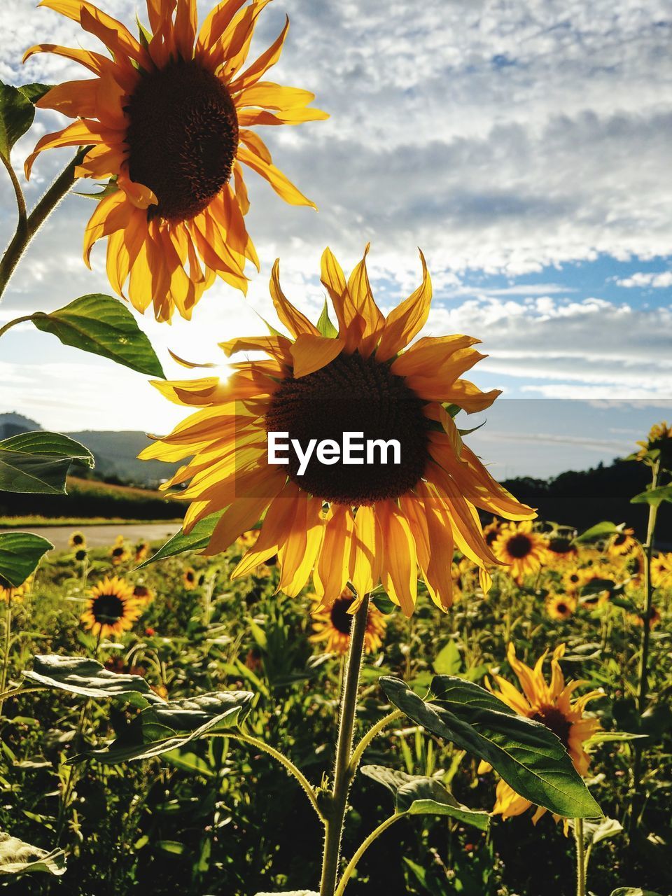 Close-up of sunflower blooming on field