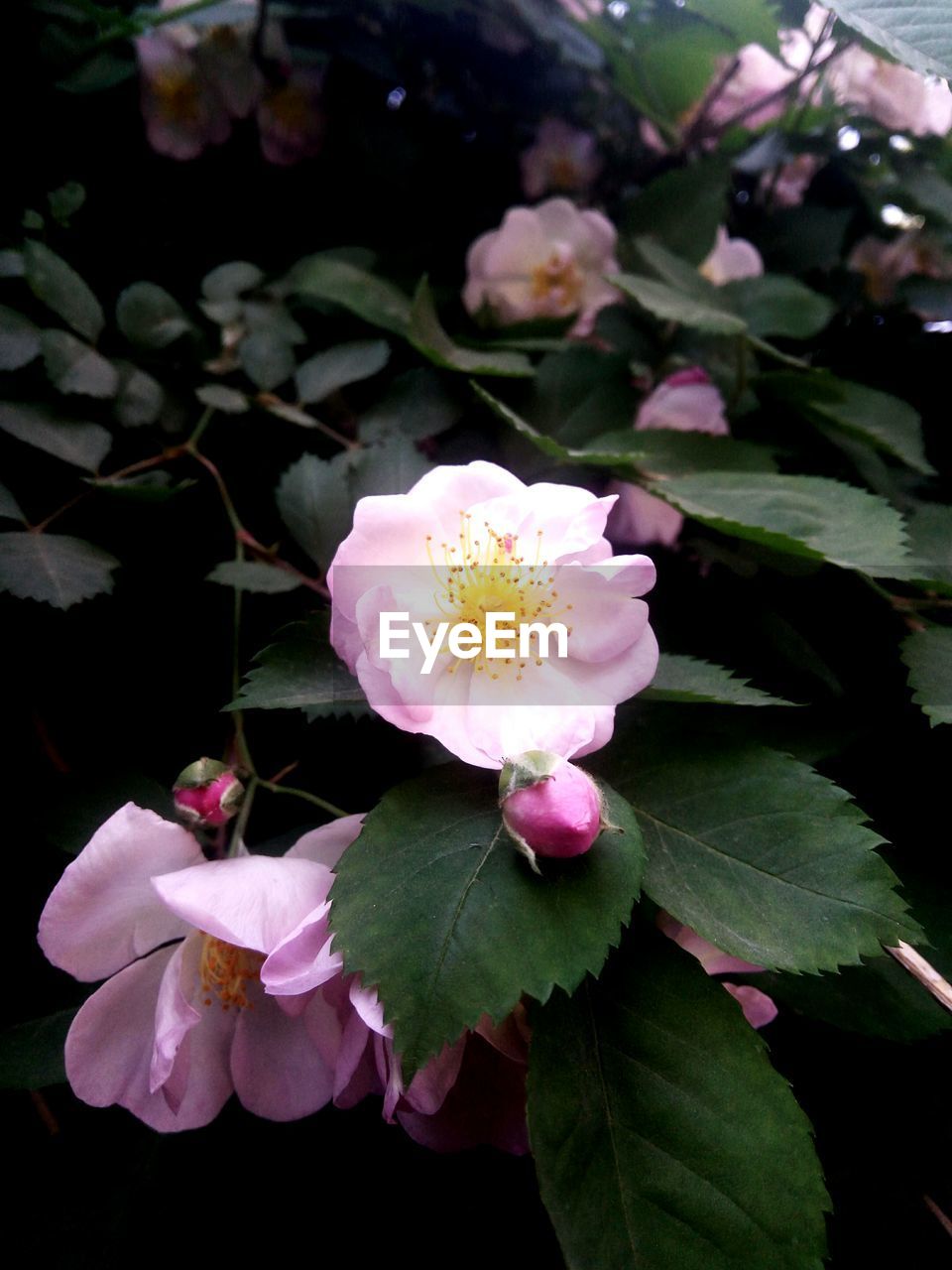 CLOSE-UP OF FLOWERS BLOOMING