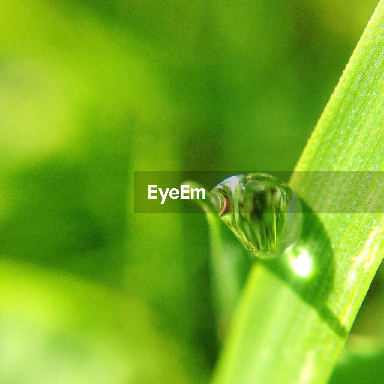 CLOSE-UP OF INSECT ON PLANT