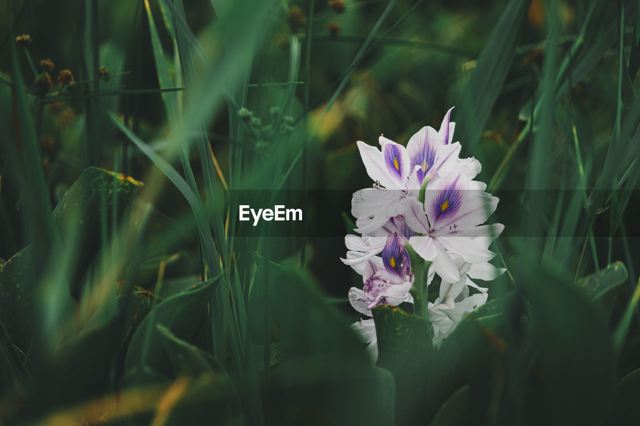 CLOSE-UP OF PURPLE IRIS FLOWER