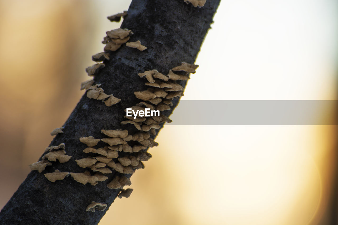 CLOSE-UP OF RUSTY HANGING FROM TREE
