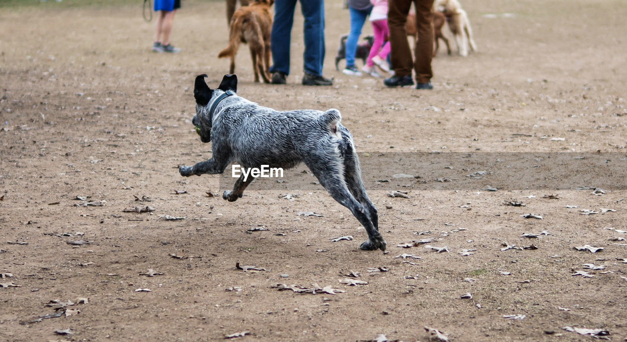 DOG STANDING ON FIELD