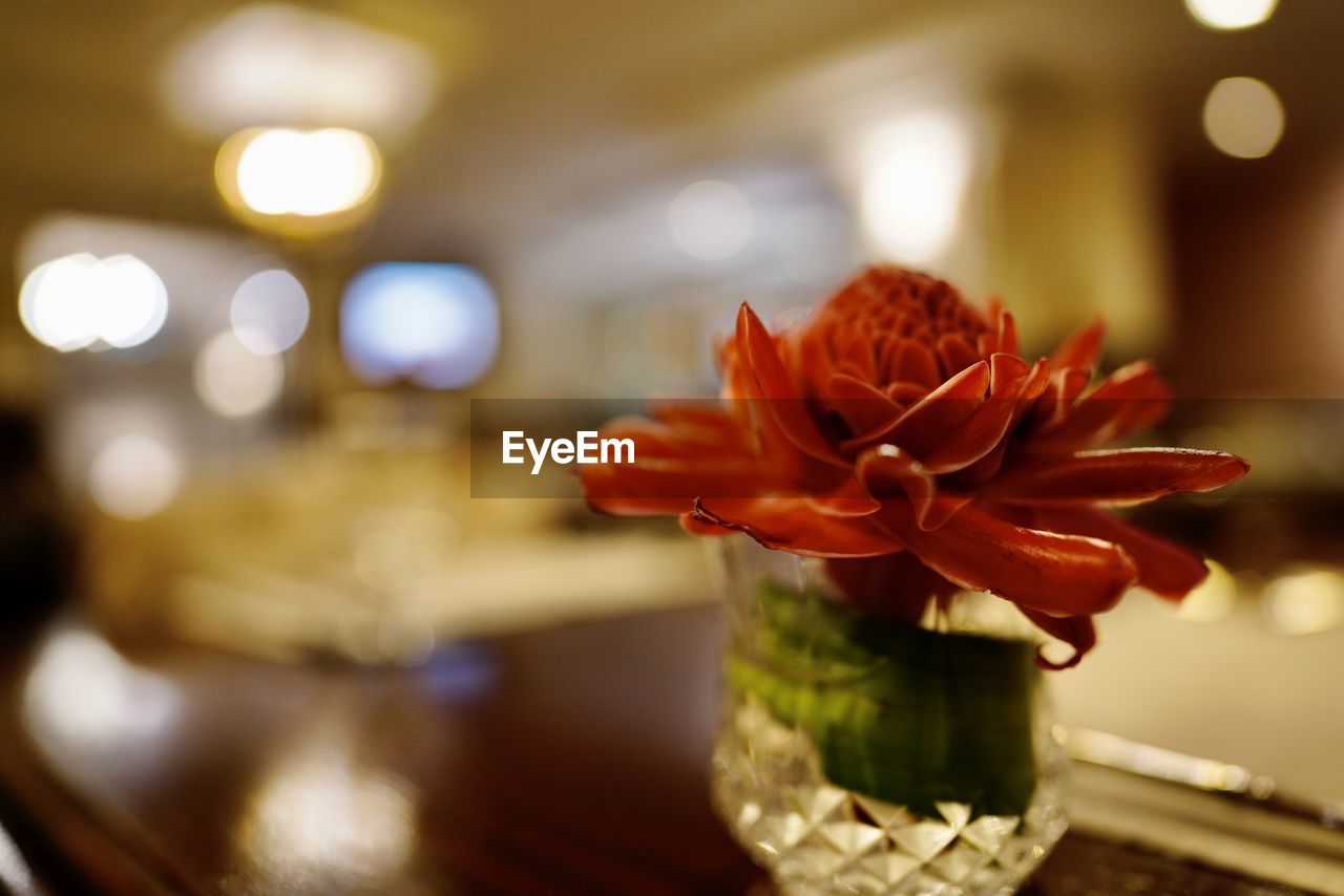 CLOSE-UP OF ORANGE FLOWER IN VASE