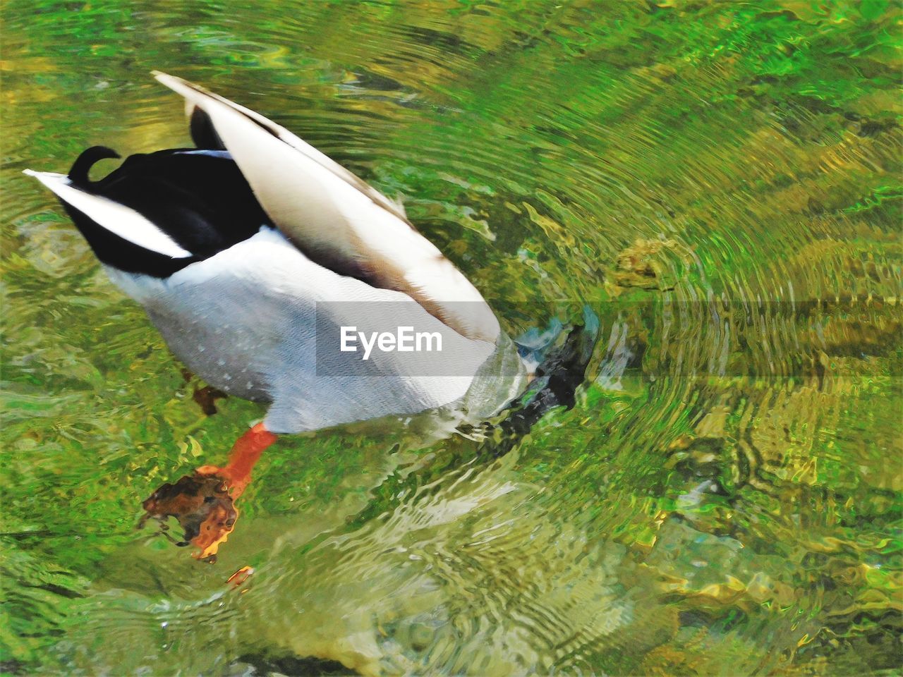 High angle view of bird on lake