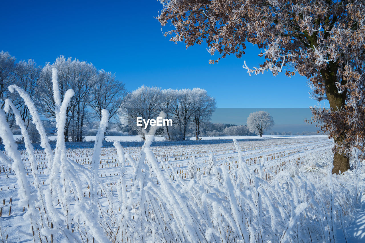 Frozen morning in beautiful northern germany