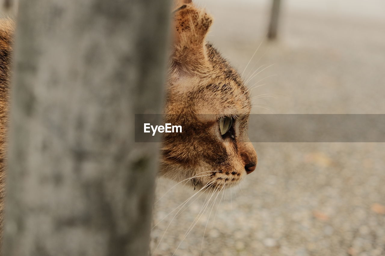 Close-up of cat behind wall staring prey