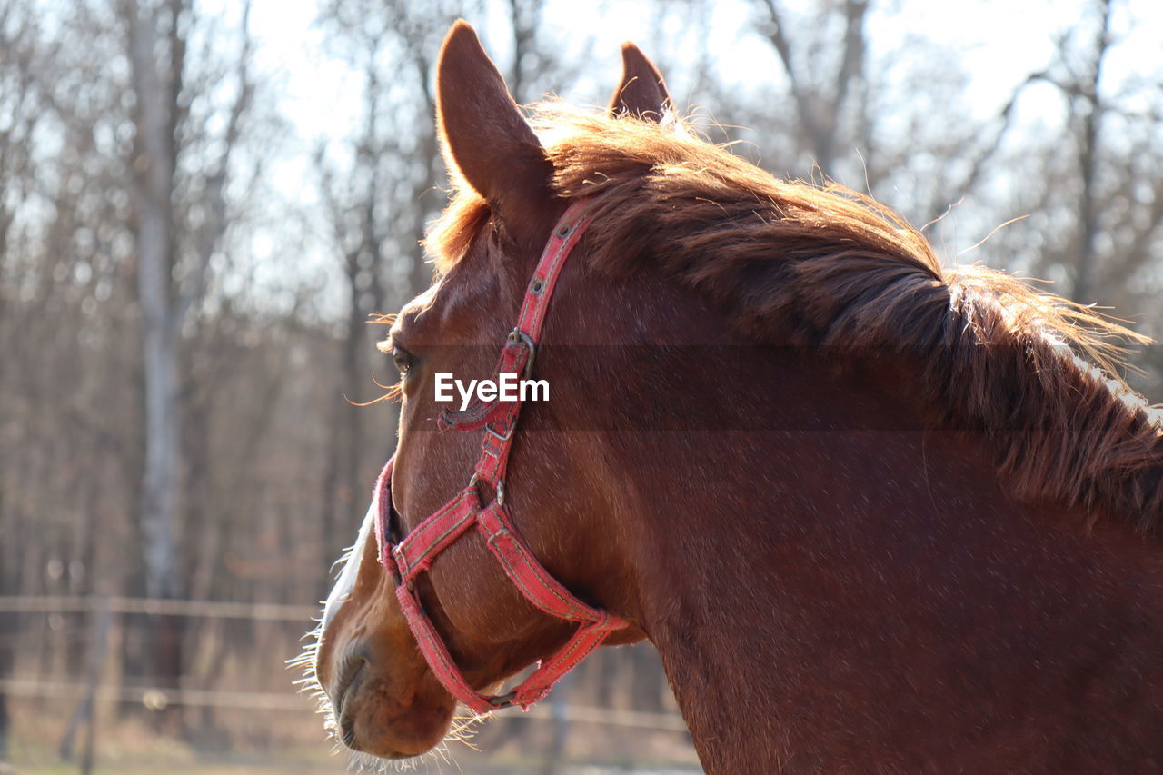 Close-up of a horse