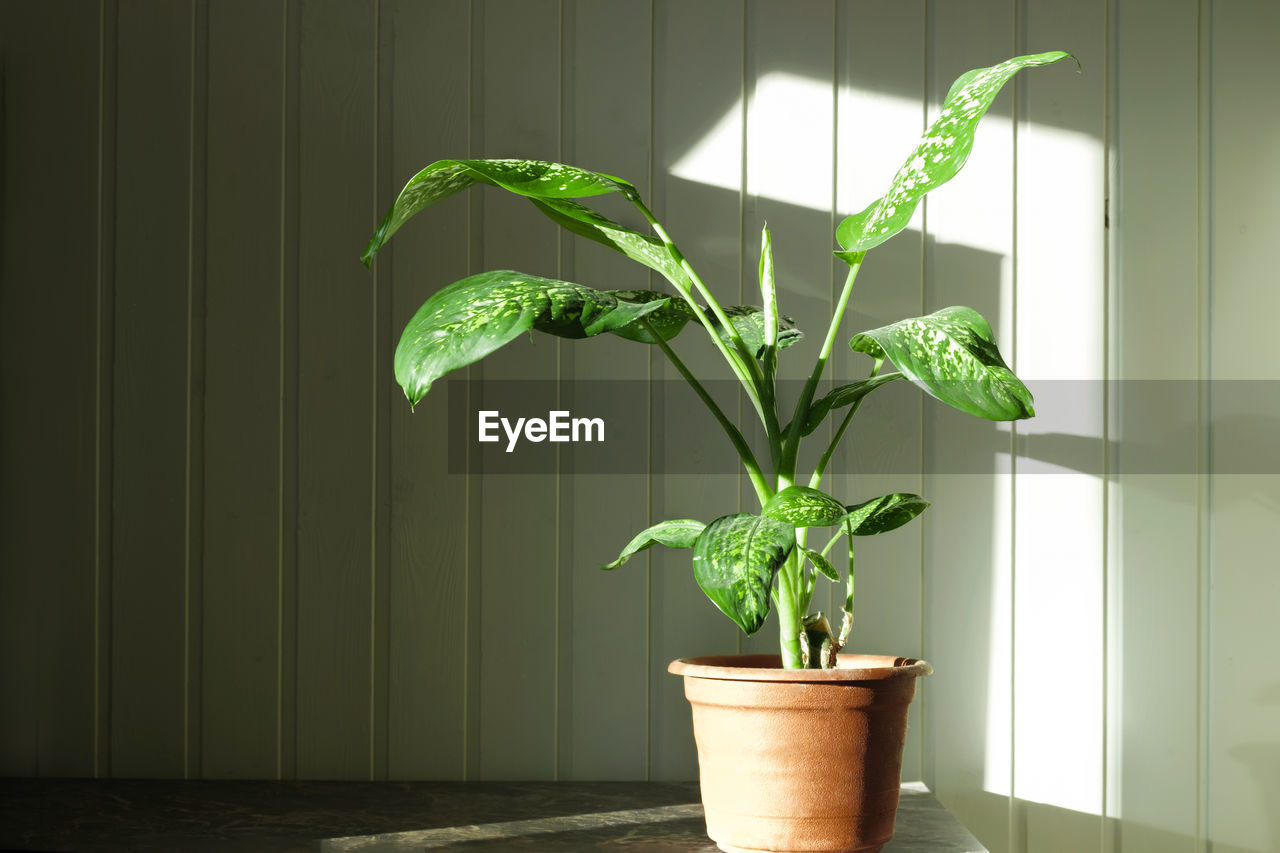 Dumb cane, dieffenbachia, on a wood wall. houseplant in a flower pot on a wooden background.