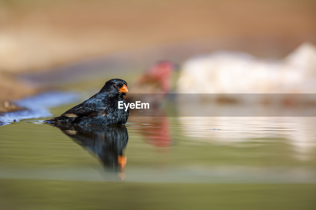 animal themes, animal, bird, animal wildlife, wildlife, one animal, nature, water, close-up, beak, lake, no people, selective focus, day, reflection, outdoors, macro photography, motion, black, side view