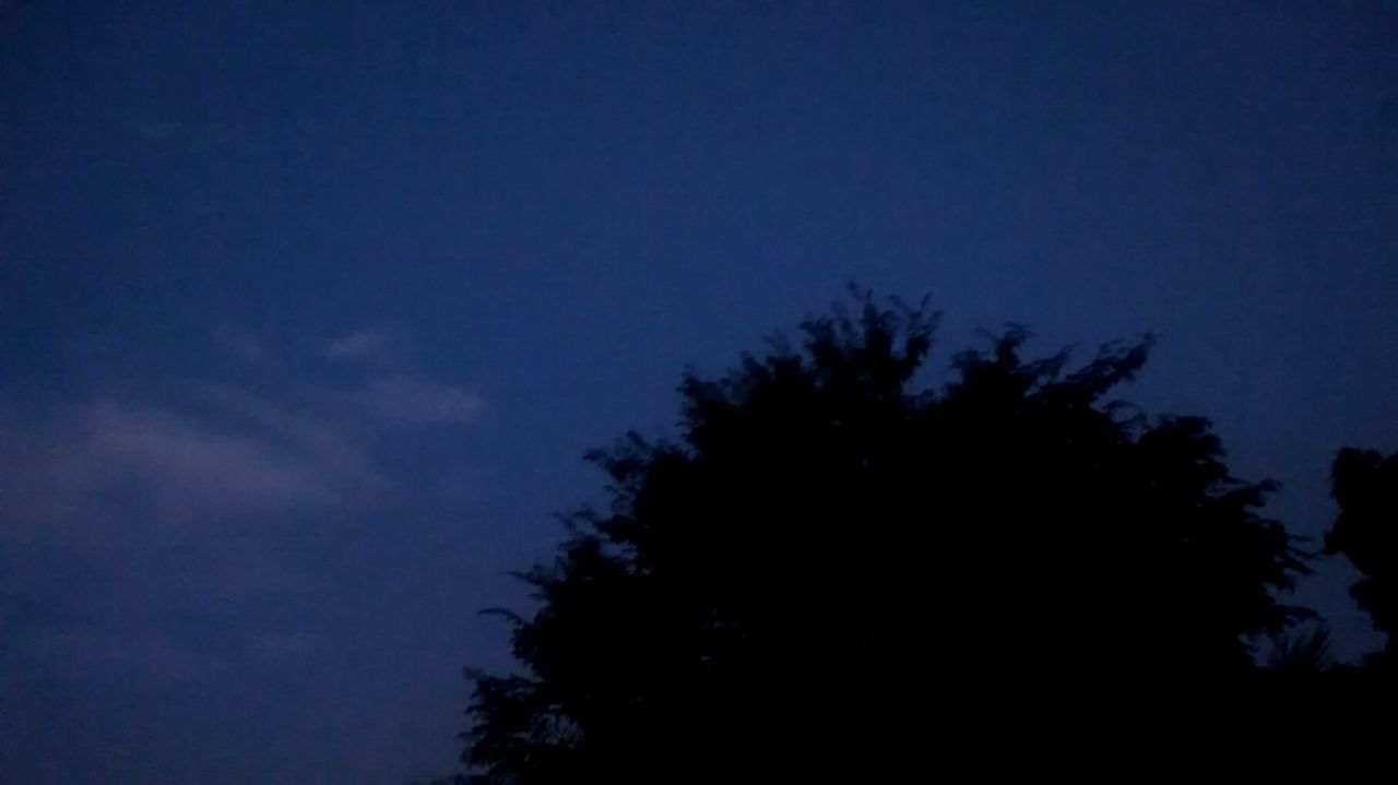 LOW ANGLE VIEW OF SILHOUETTE TREES AGAINST CLEAR SKY