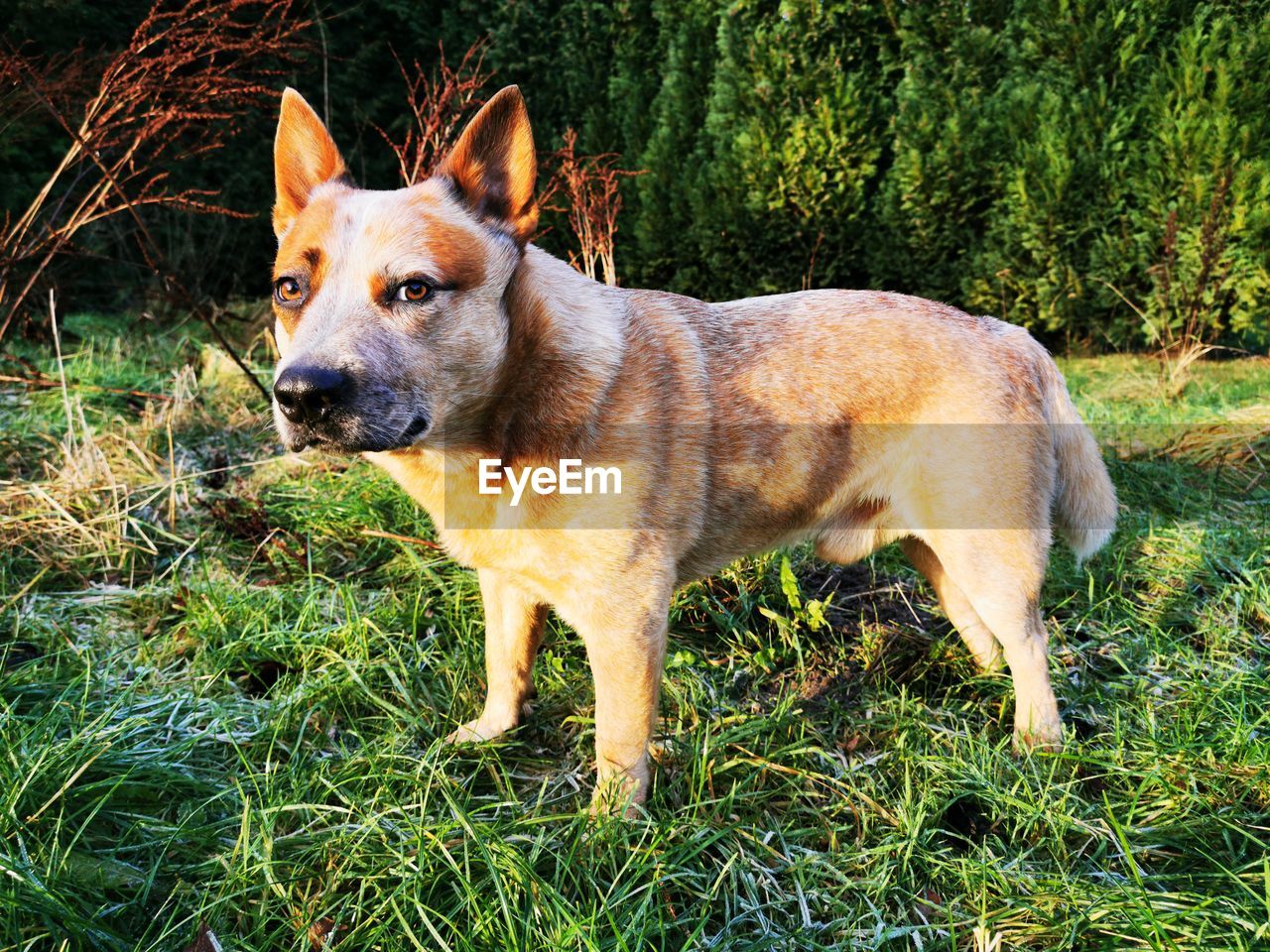 VIEW OF DOG STANDING ON GRASS