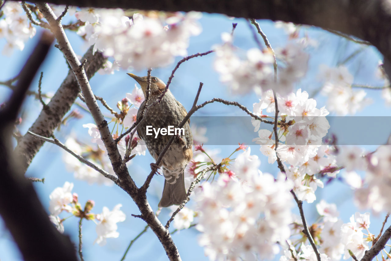 Low angle view of bird perching on cherry blossoms