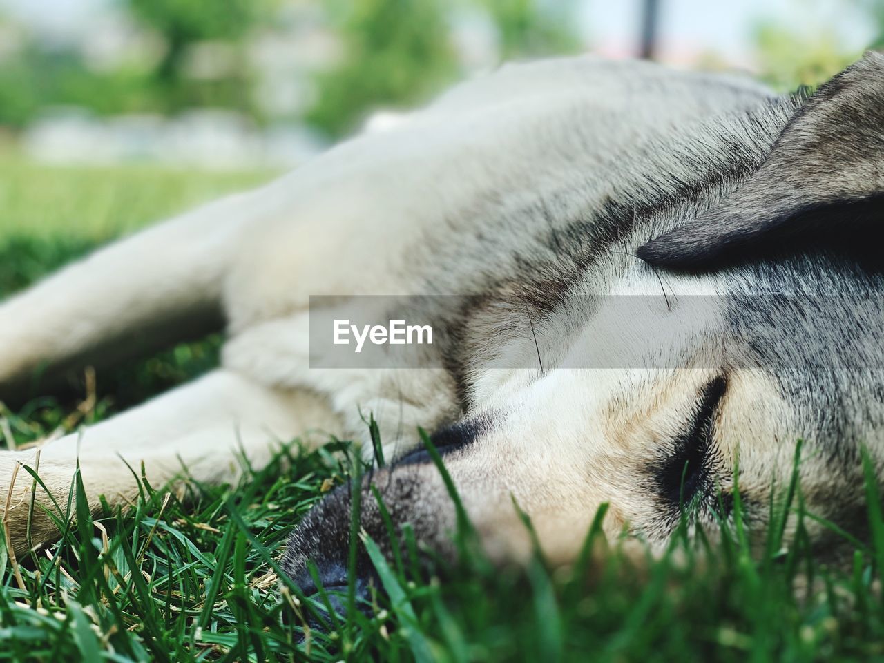 Close-up of dog sleeping on grass