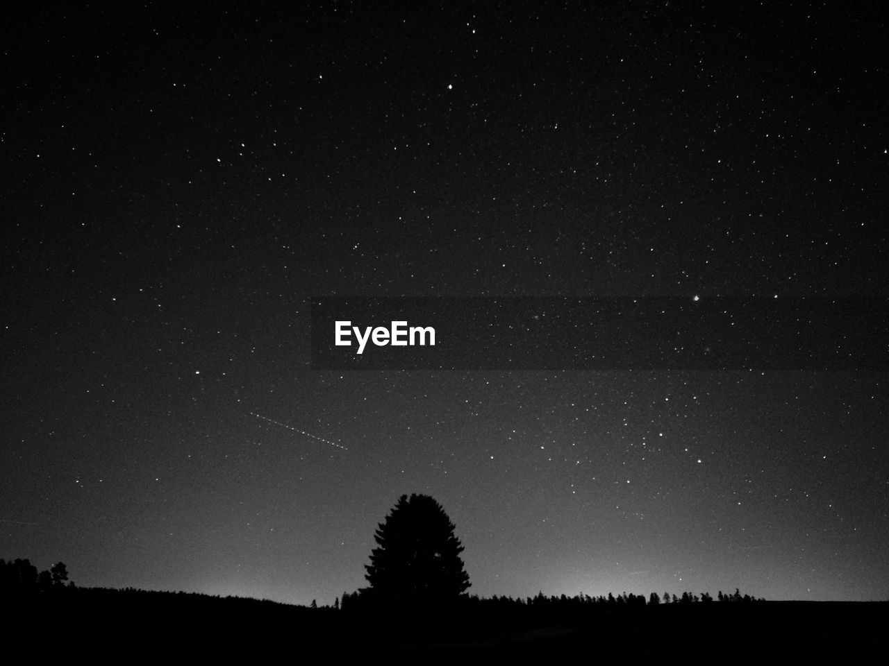 Silhouette trees against star field at night