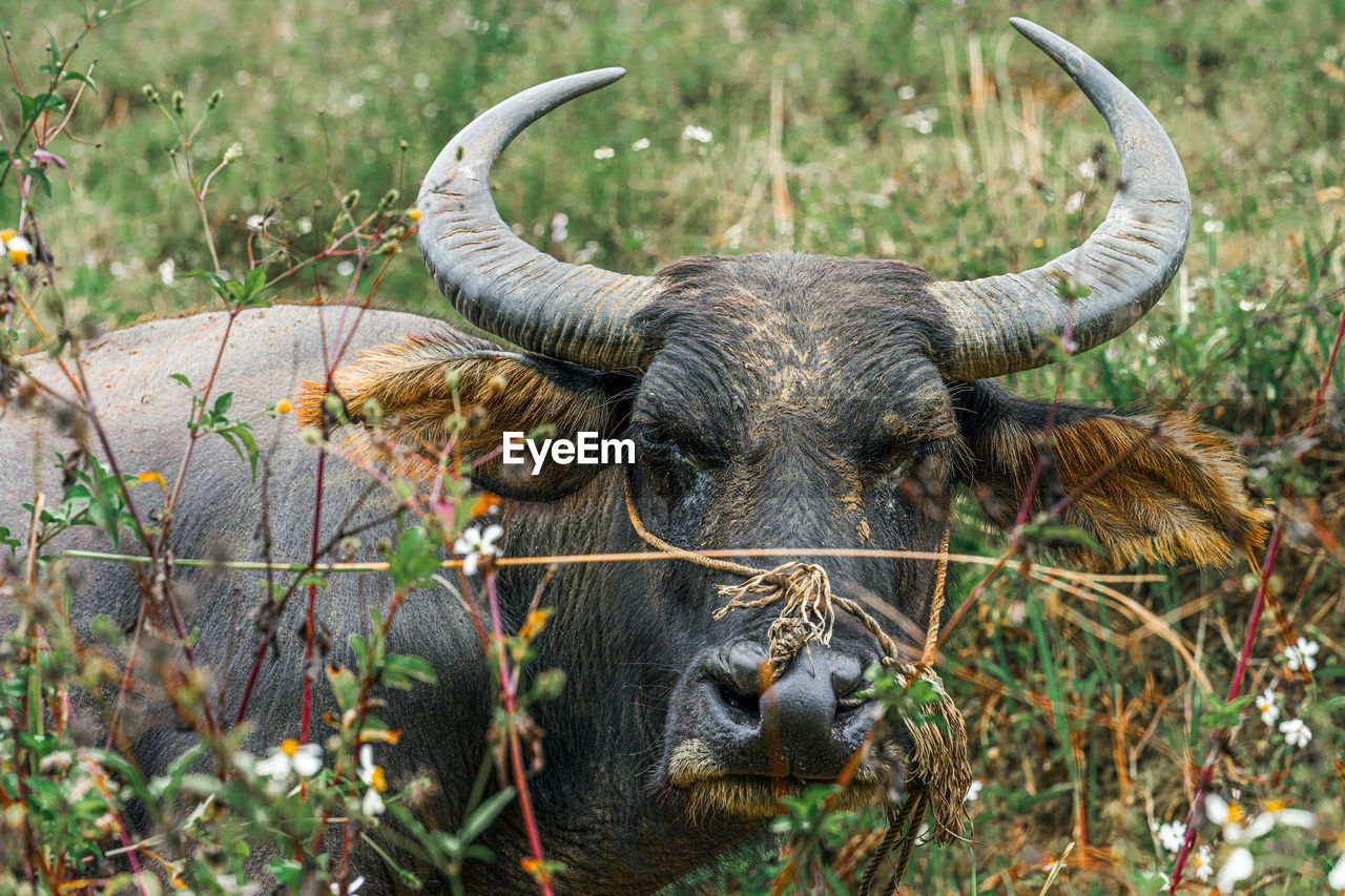 Portrait of water buffalo standing by plants