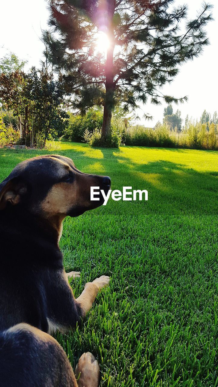 Black dog relaxing on grassy field