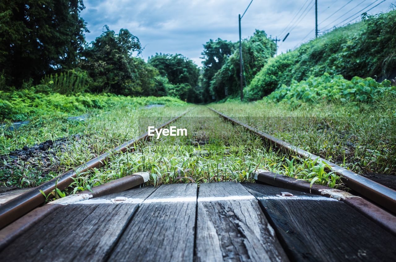 Railroad track amidst plants