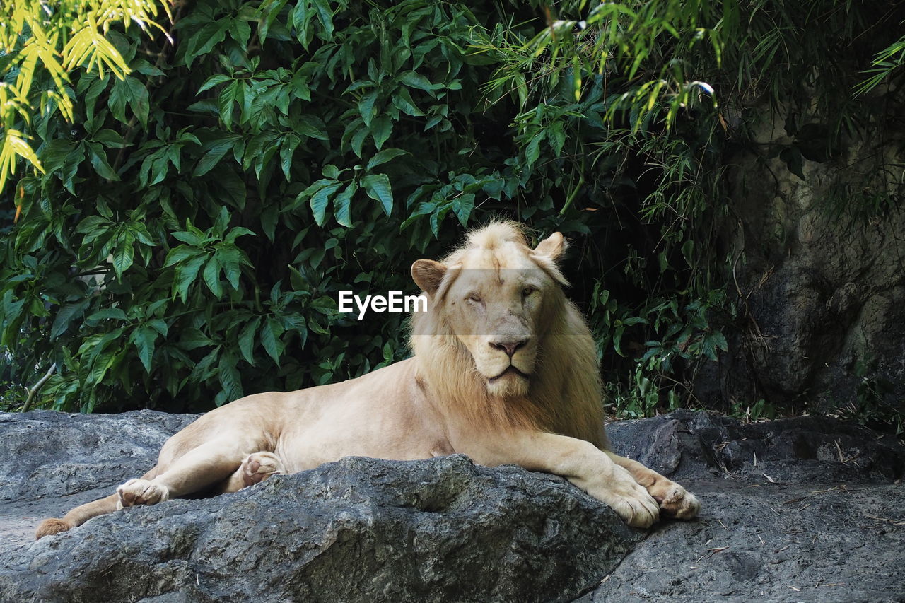 LION RELAXING ON ROCK