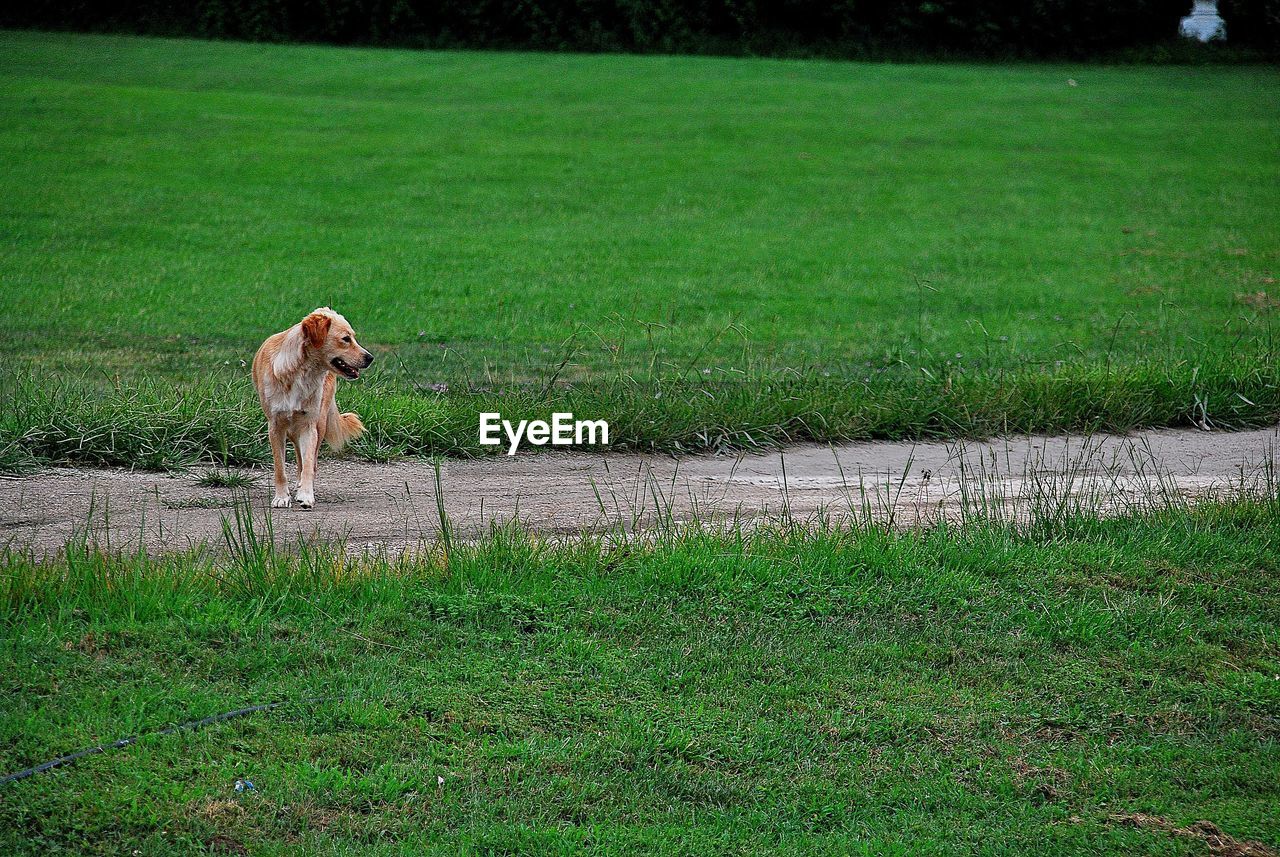 DOG IN FIELD