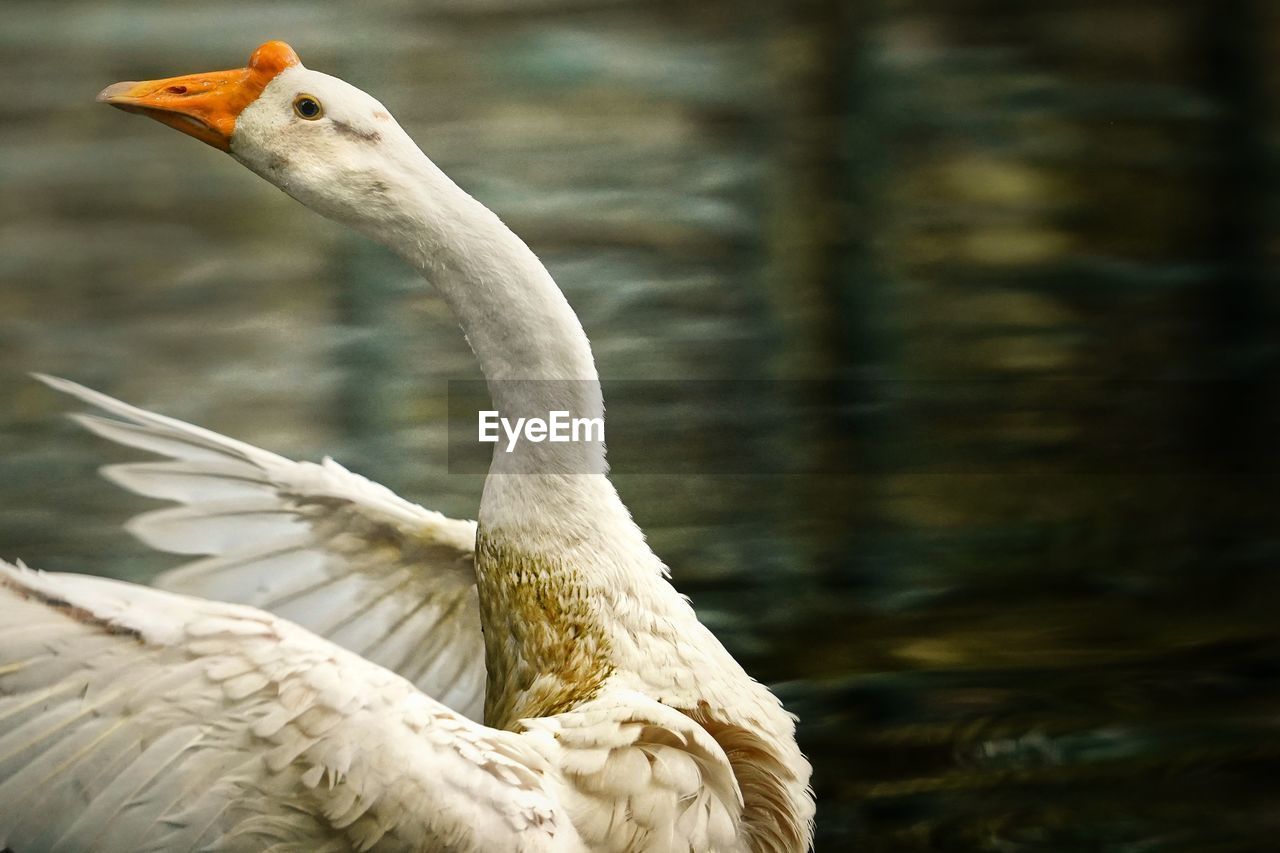 animal themes, animal, bird, animal wildlife, wildlife, beak, one animal, animal body part, nature, water, no people, focus on foreground, wing, lake, white, day, water bird, beauty in nature, close-up, outdoors, animal neck, feather