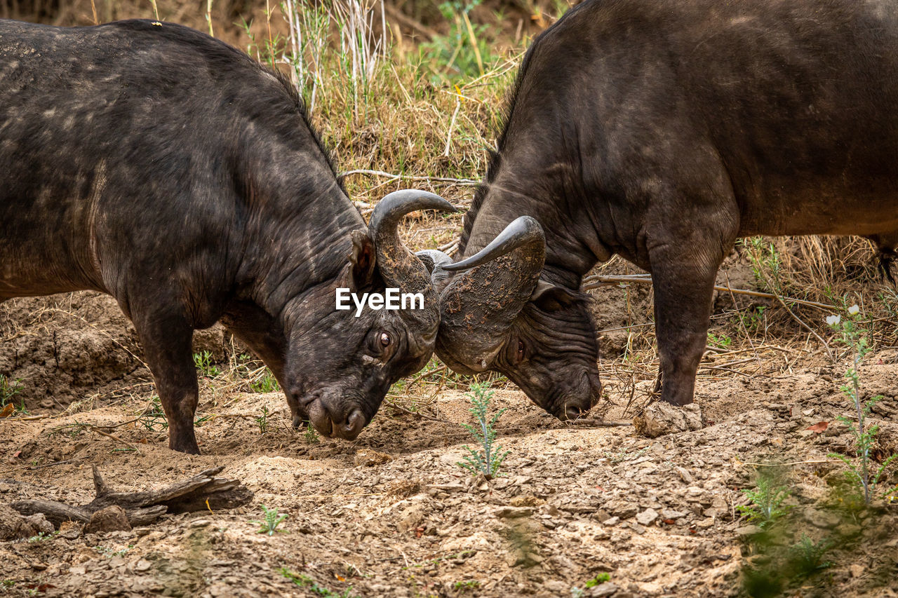 animal themes, animal, mammal, wildlife, animal wildlife, cattle, group of animals, water buffalo, domestic animals, nature, no people, two animals, bull, livestock, outdoors, zoo, conflict, plant, safari, horned, agriculture, land, tourism, grass, field, day