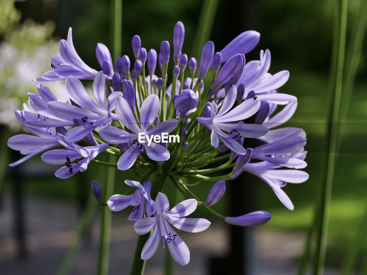 CLOSE-UP OF PURPLE FLOWERS