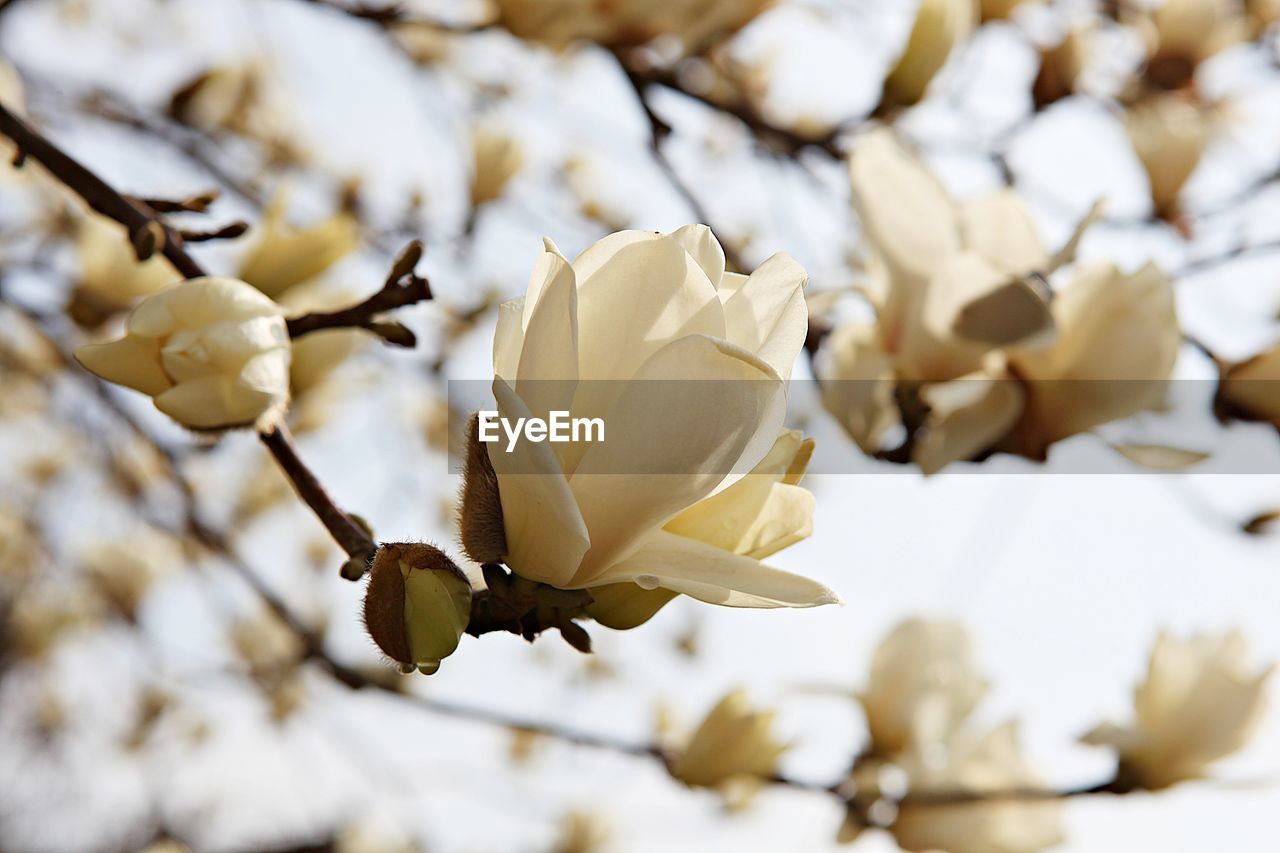 Close-up of white flowering plant