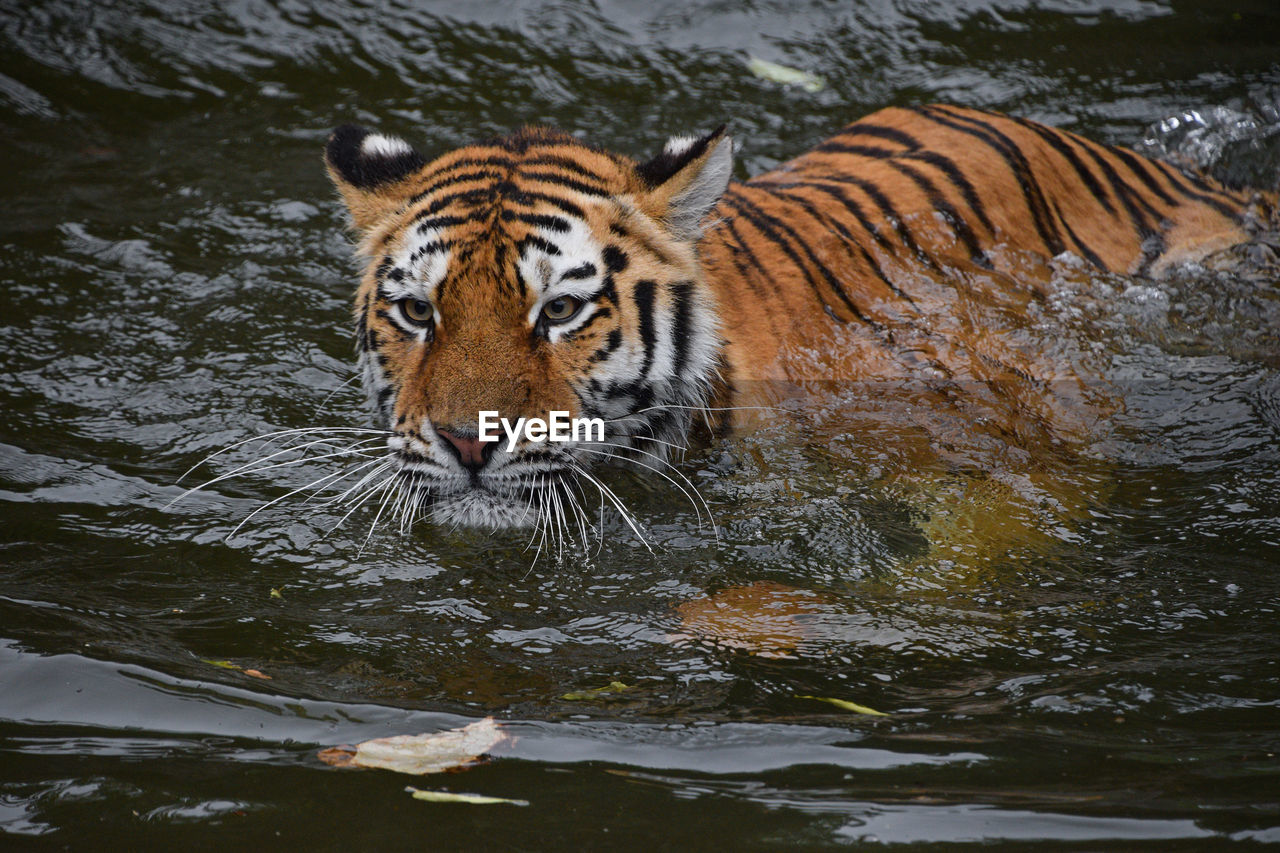 ZEBRAS IN A LAKE