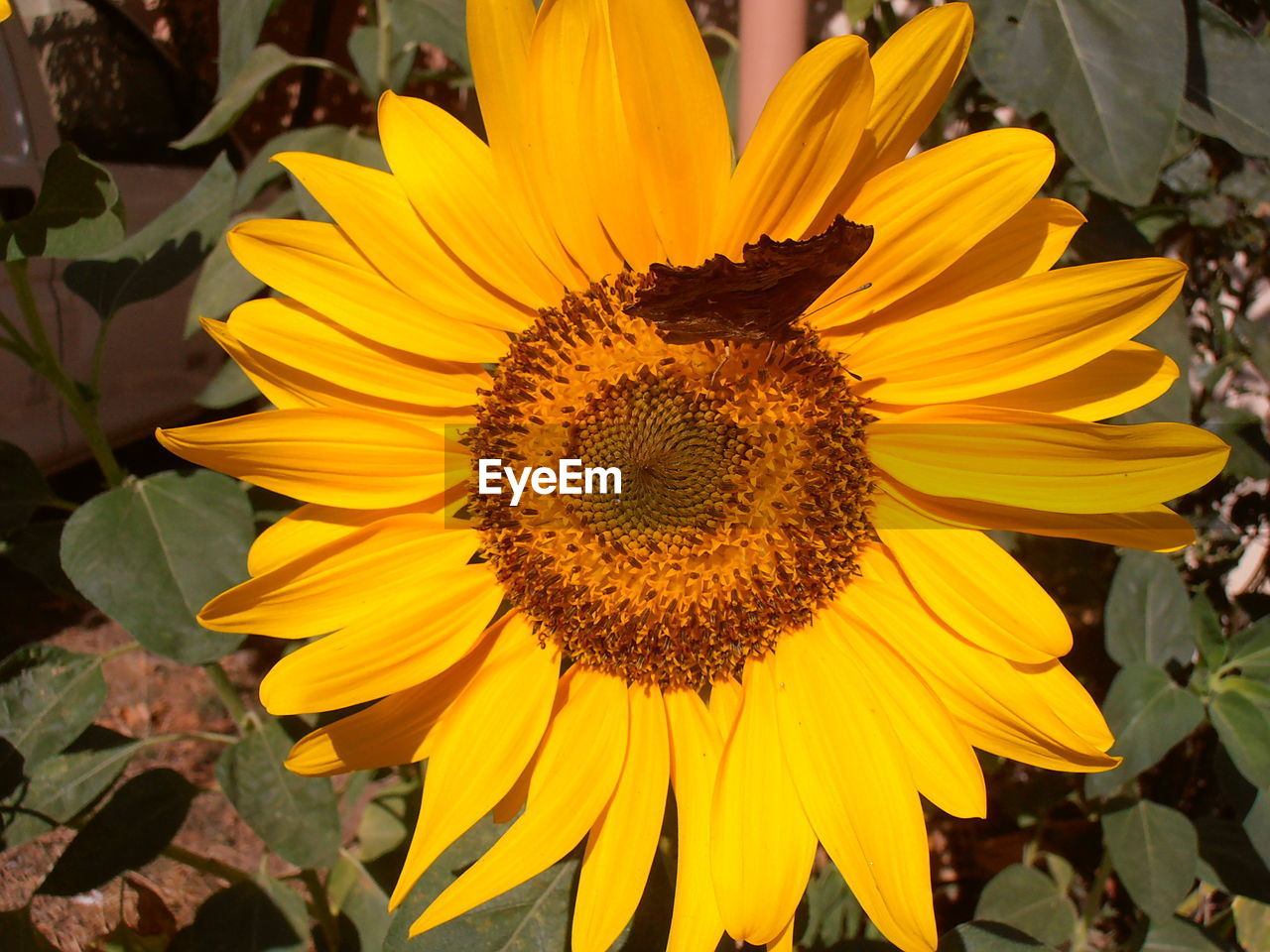 CLOSE-UP OF SUNFLOWER BLOOMING OUTDOORS